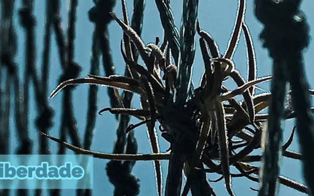 Que bicho é esse? Liberdade Suspensa - Especial Quarentena