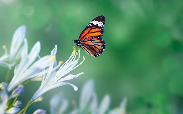 5 Dicas para melhorar sua fotografia Macro
