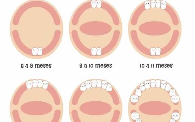 Conhecendo o ciclo do dente decídua