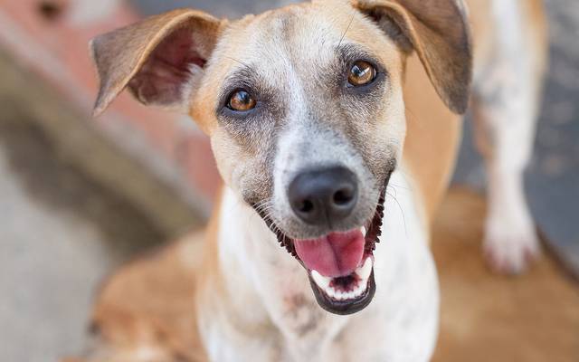 Como os cães se tornaram animais de estimação?