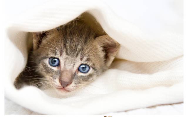 Dúvidas Frequentes - (FAQ)