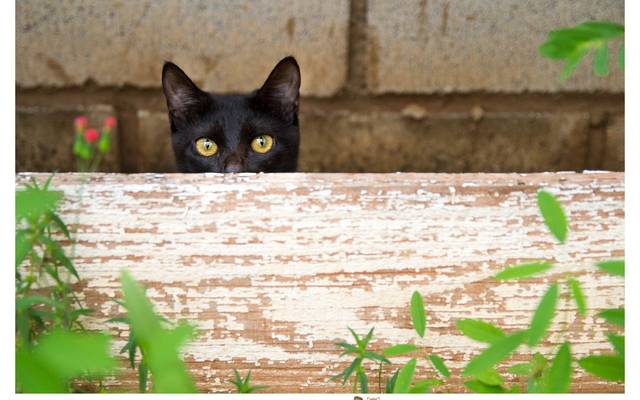 Gatos Pretos, a origem do preconceito