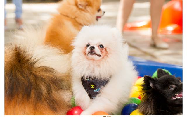 2º Encontro de Raças - Spitz