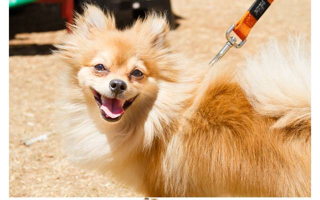 Spitz Alemão ou Lulu da Pomerânia