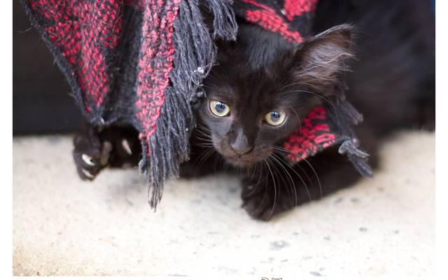 Abrigo Amigos do Tofú