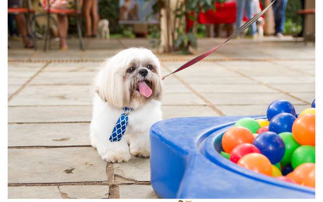 1º Encontro de Raças CVB: Shih tzu