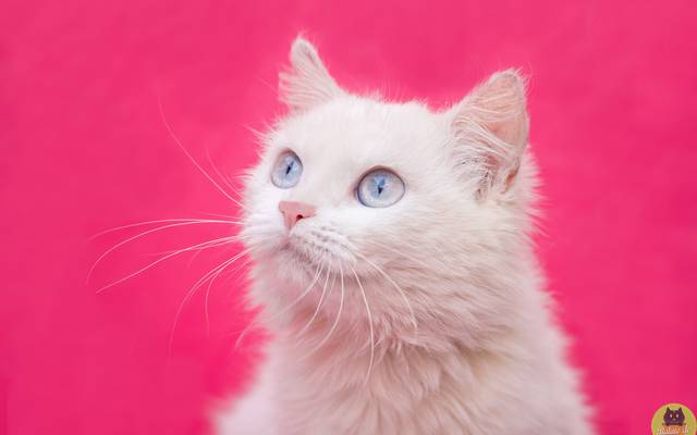 Por que castrar o seu pet?