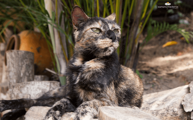 Heróis da vida real - Gatinhos para adoção em Niterói