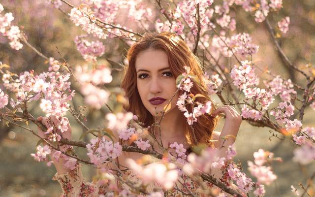 A festa da cerejeiras!