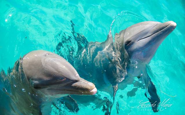 Nadando com golfinhos em Cancún