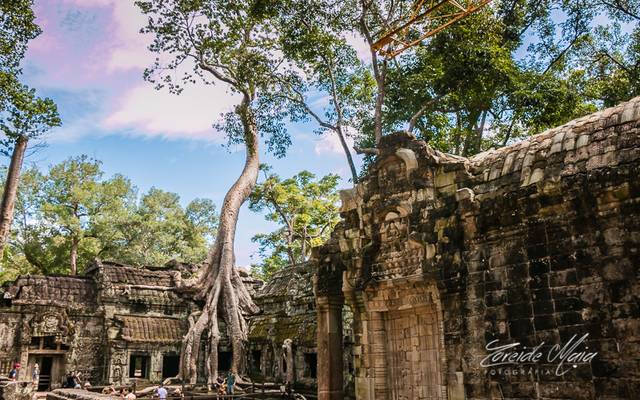O templo Ta Prohm e suas raízes entrelaçadas