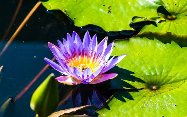 O que significa a Flor de Lótus
