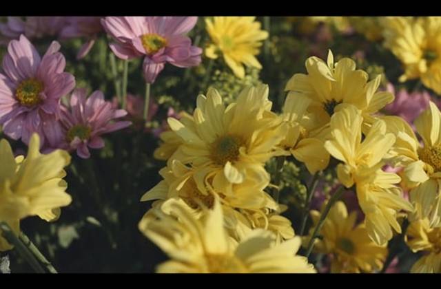 Vídeos Curtos de Teaser wedding filme Juliana e Yago