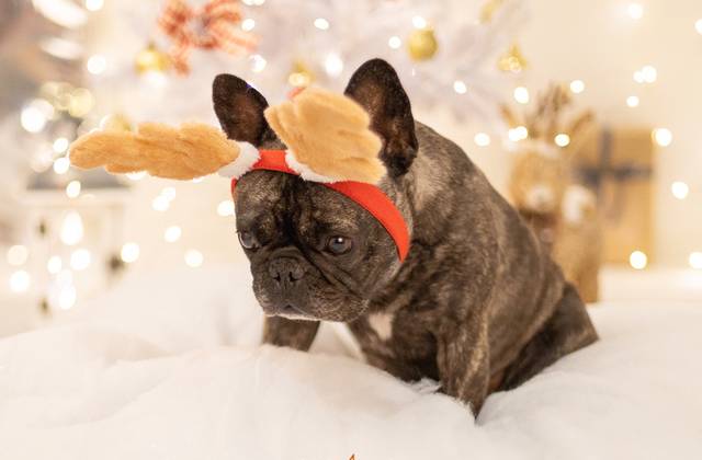 ENSAIO PET de ENSAIO PET | NATAL | ESTÚDIO