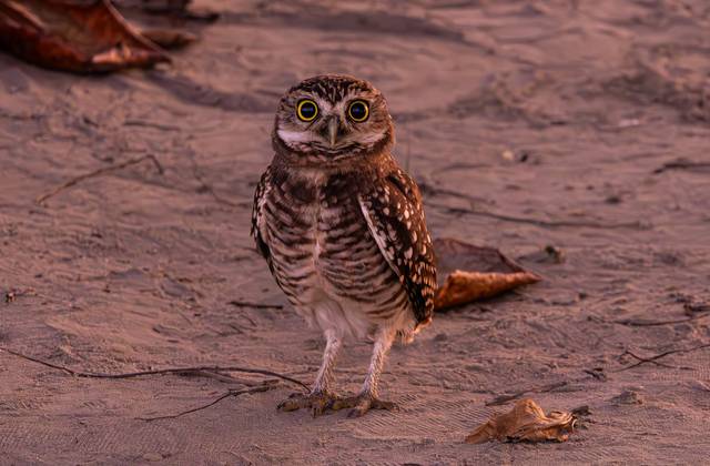 Aves  de Aves de Caraguatatuba
