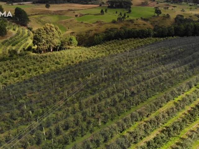 INSTITUCIONAIS de ROMA