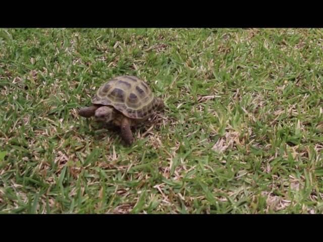 others of Simone: the turtle