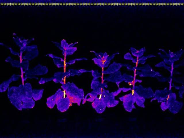 Science is Poetry of Shining plants