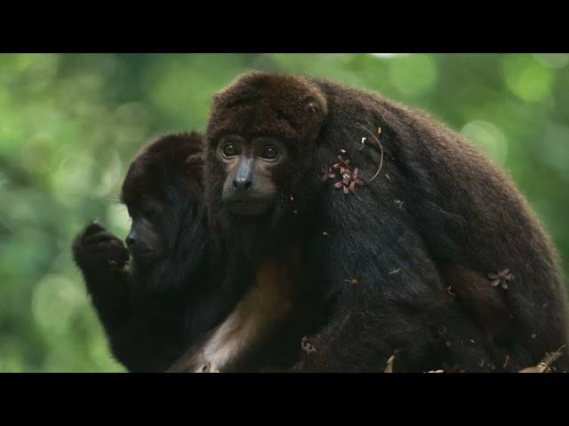 Natureza de Refauna - Reintroduções
