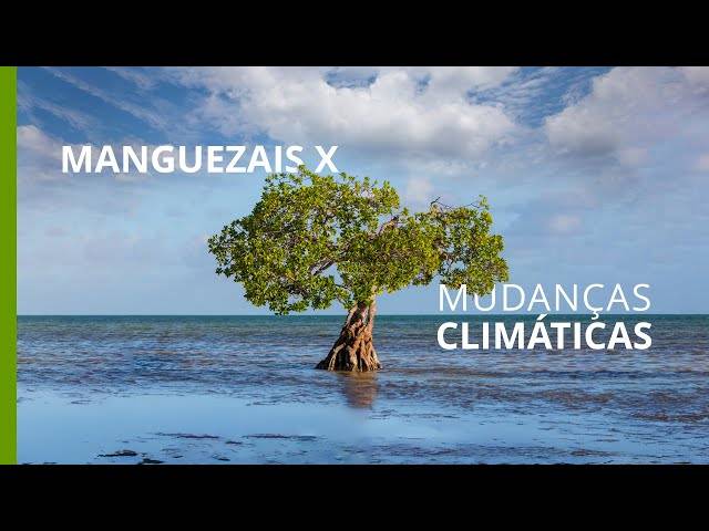 VÍDEOS de Florianópolis está recuperando seus manguezais para salvar a ilha das mudanças climáticas