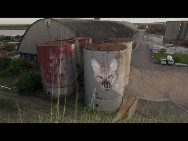 VÍDEOS de Campanha #cidadeselvagem