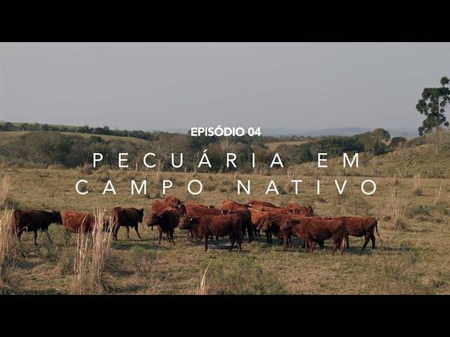 VÍDEOS de EP4 - RECUÁRIA EM CAMPO NATIVO