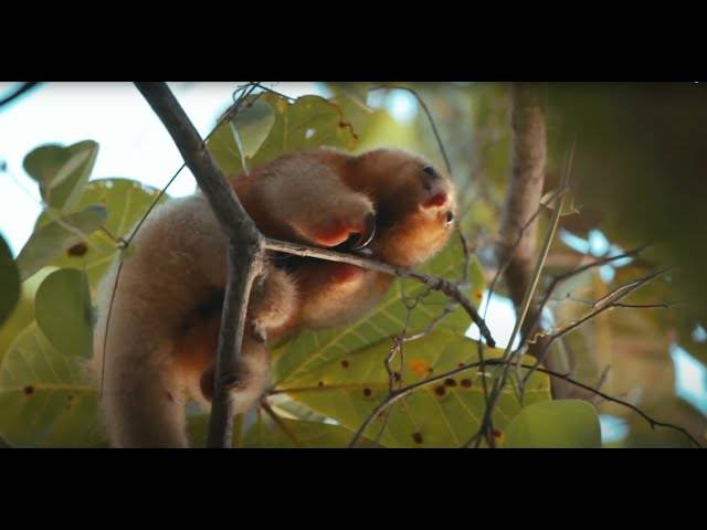 VÍDEOS de EM BUSCA DO DESCONHECIDO - INSTITUTO TAMANDUÁ