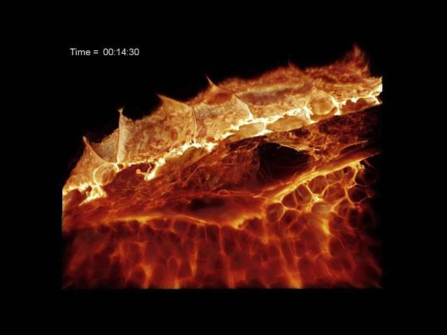 Microscopy © Not Me of Detailed 3-D Movies of Cells Deep Within Living Systems