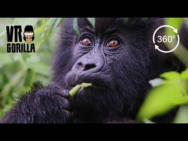 Travel of Mountain Gorillas