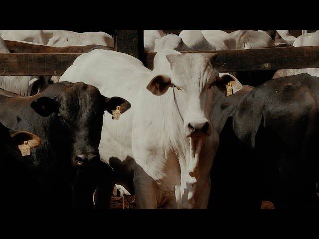 Vídeos institucionais  de Xingu Sementes e Nutrição Animal 