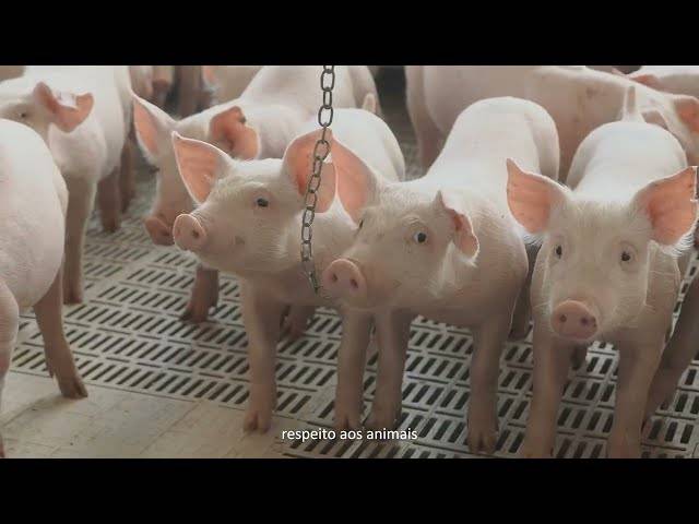 Corporativos de ESTRELA ALIMENTOS | INSTITUCIONAL