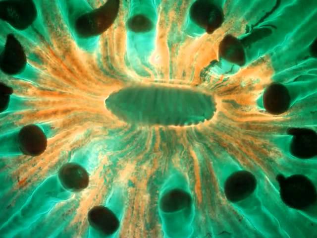 Microscopy © Not Me of Nikon small world competition