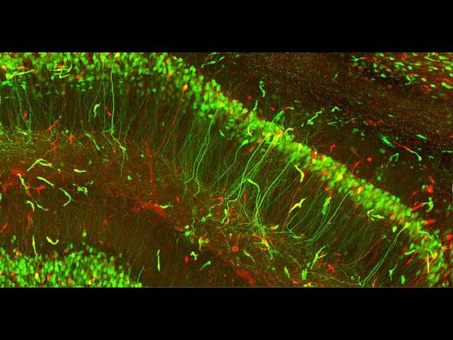 Microscopy © Not Me of No title