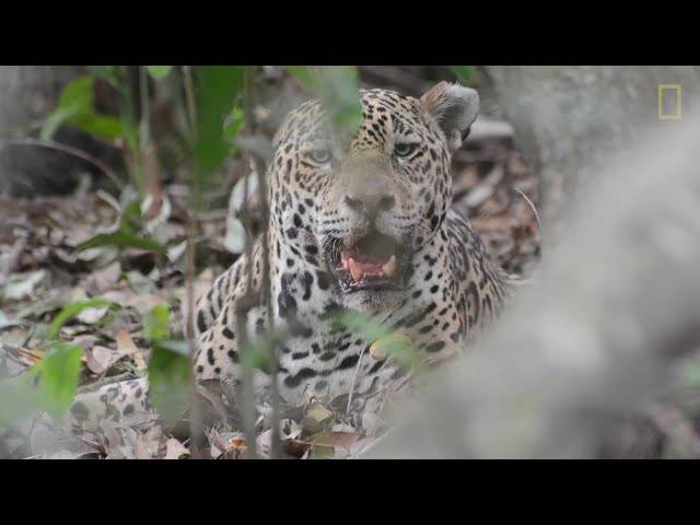VÍDEOS de NATGEO - REPROCON