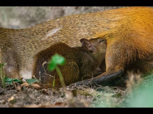 Natureza de Cutias - Refauna