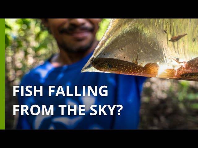 VÍDEOS de The rare Amazonian fish that a scientific expedition seeks to better study
