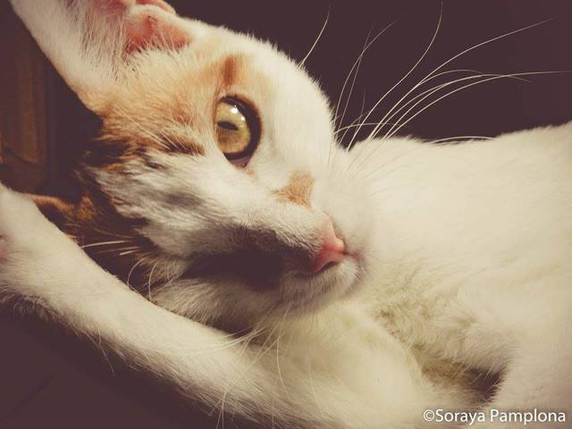 Fotografia Pet de Fotografia de Animal de Estimação no RJ - Fotografia Pet