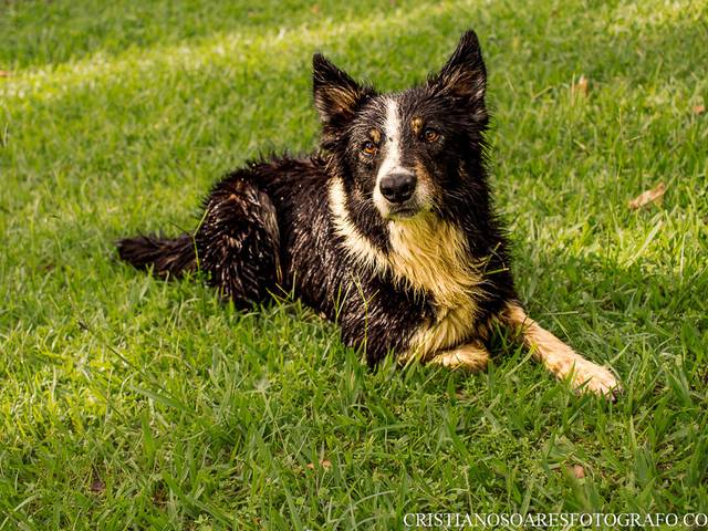 Ensaio pessoal com pet de Daniel e Pets