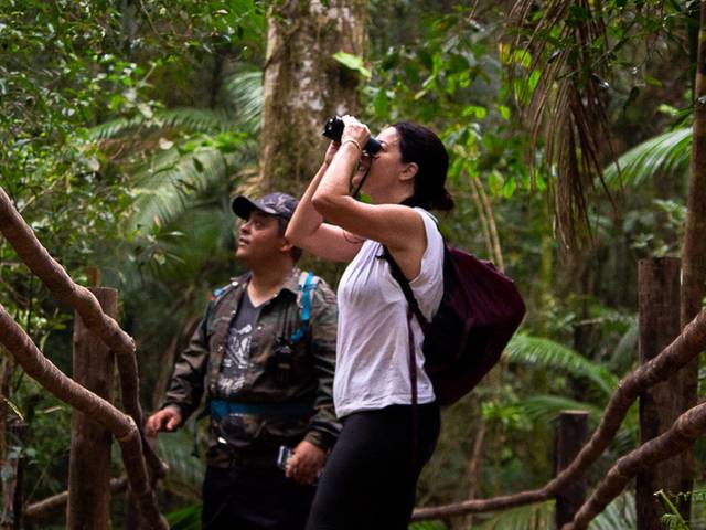 observação de primatas de Observação de muriqui e Bugio