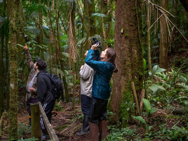 observação de primatas de Observação de Primatas- março