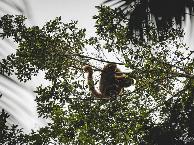 observação de primatas de observação de Muriqui