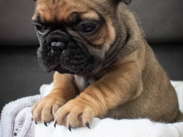 Bulldogue Francês Newborn  de Bulldogue