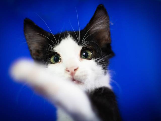 Animais para Adoção  de Animais para Adoção