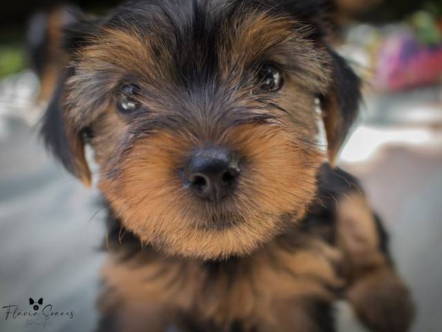 Newborn Pet de Newborn Pet