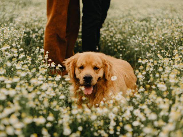 Casal de Ariane e Marcos