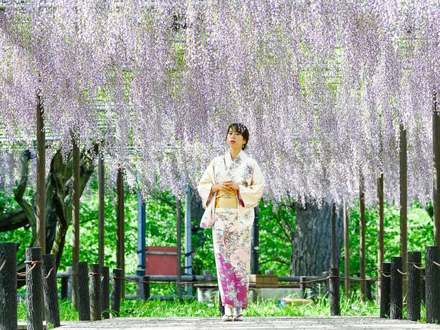 ENSAIO FOTOGRÁFICO de Espetáculo das Glicínias no Castelo de Okazaki.