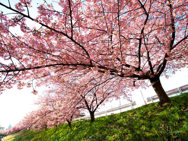 FOTOJORNALISMO de O Céu se tinge de Rosa.