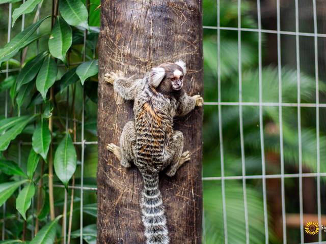 Animais de Escalada Silenciosa