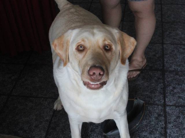 Gestante de Gestante Daniela