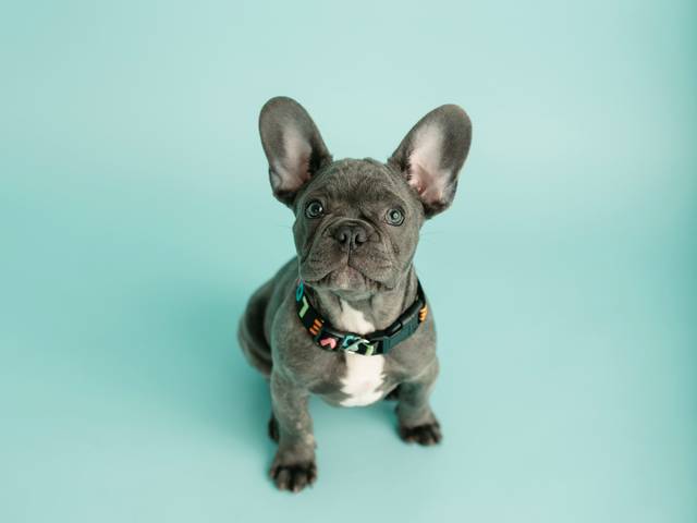 FAMÍLIAS de Nayeli e seu amigo bebé, Thausrus de 3 meses :)